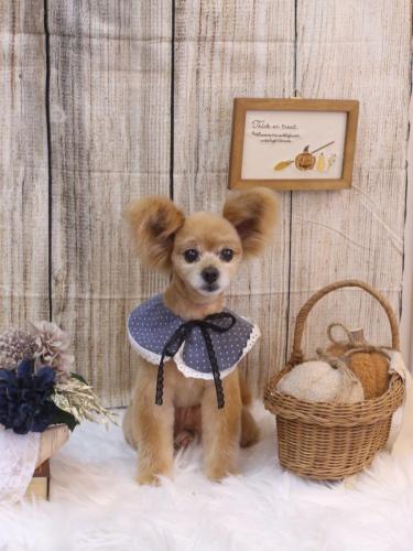 20241011クッキーくん